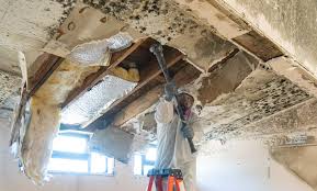 Best Commercial Mold Inspection in Wmington, IL